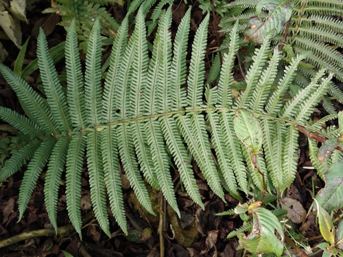 Thelypteris esquirolii iNat (3)