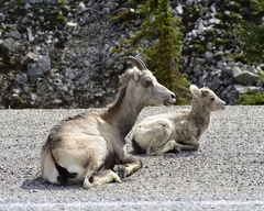 Ovis dalli stonei