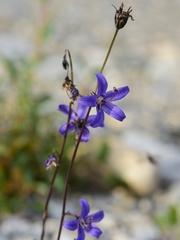 Campanula aurita