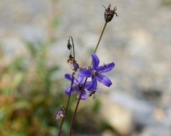 Campanula aurita