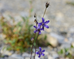 Campanula aurita