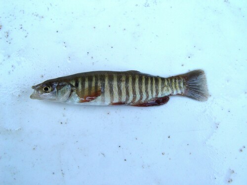 Plains Killifish