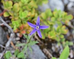 Campanula aurita