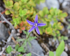 Campanula aurita