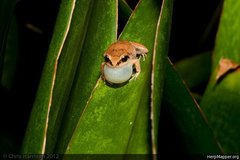 Johnstone's Frog photo 4