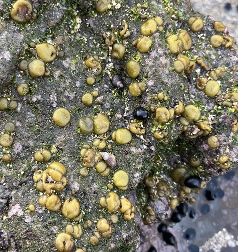 Colpomenia sinuosa observed 2025-02-10