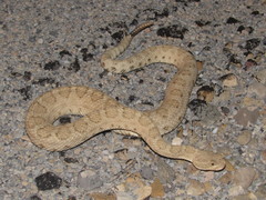 Crotalus oreganus concolor