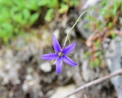 Campanula aurita