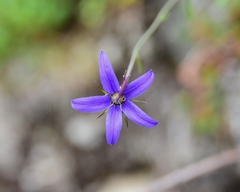 Campanula aurita