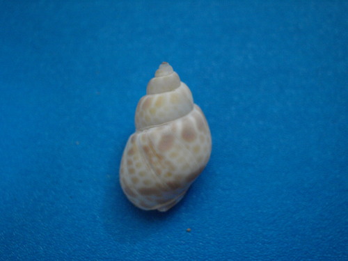 Babylonia japonica, 2025-02-11