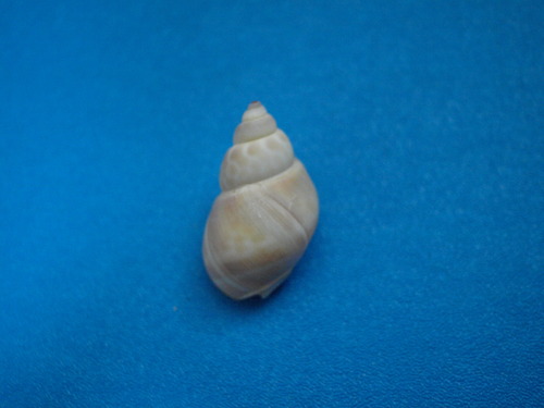 Babylonia japonica, 2025-02-11