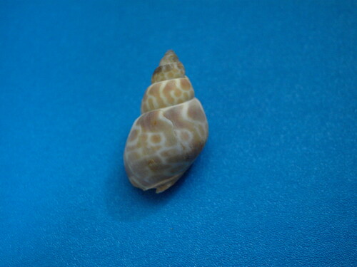 Babylonia japonica, 2025-02-11