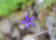 Campanula aurita