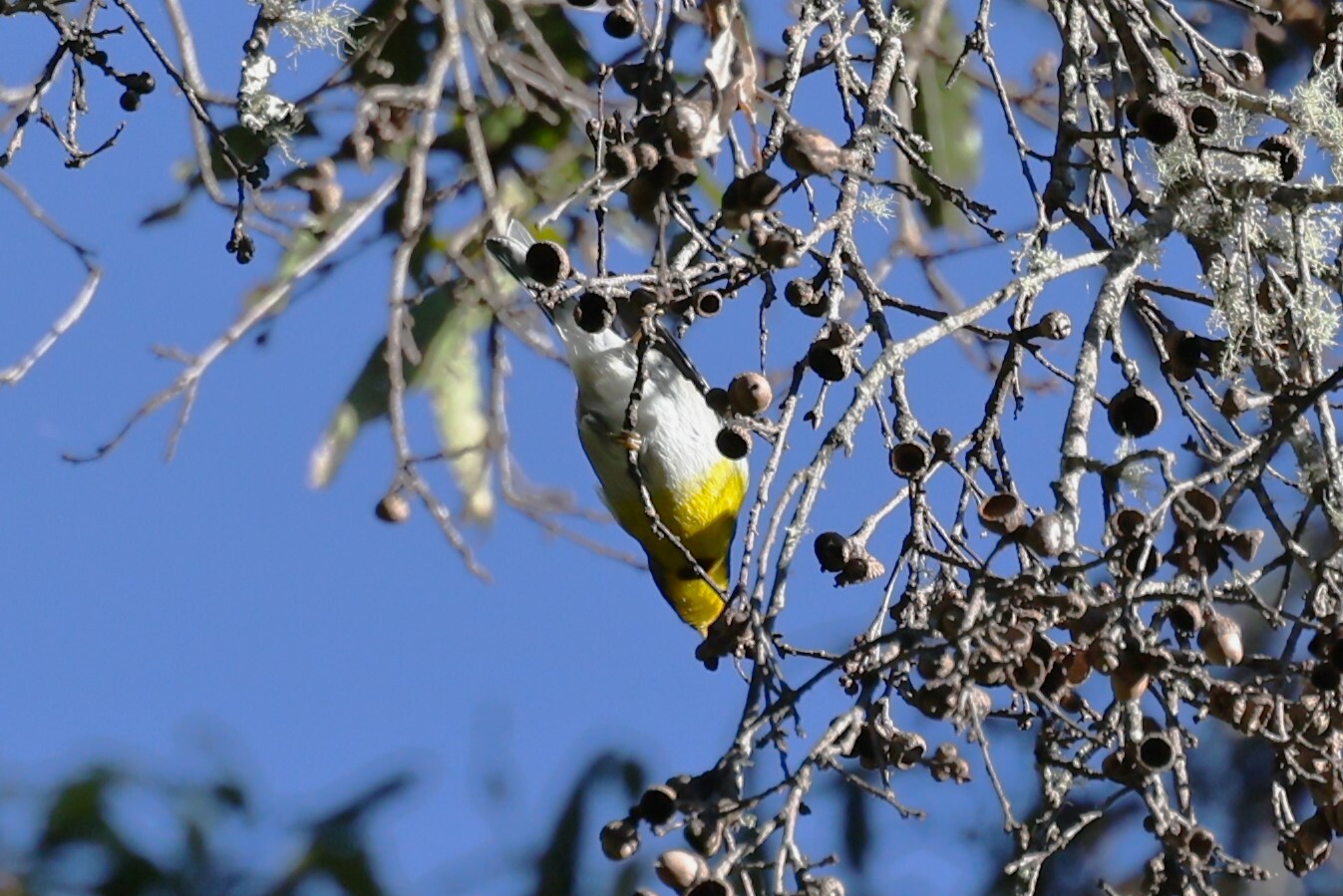 Crescent-chested Warbler (Oreothlypis superciliosa), photo 10