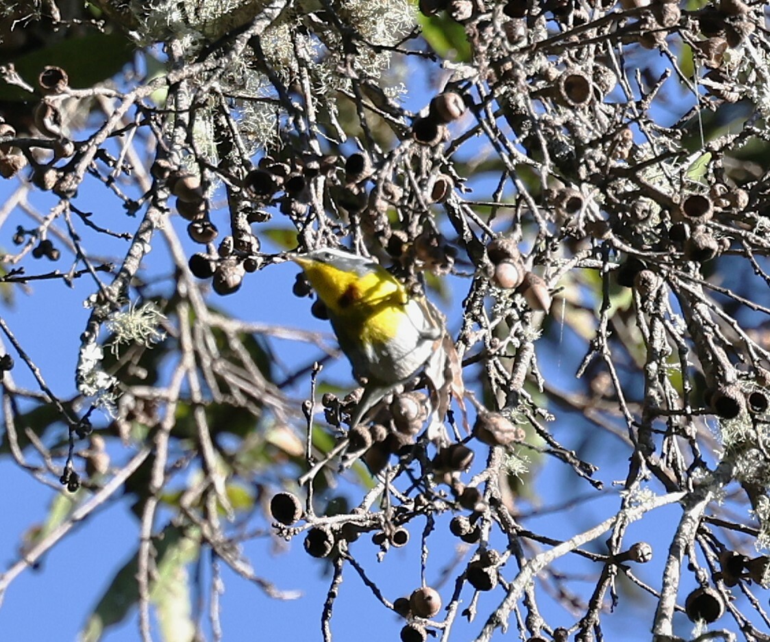 Crescent-chested Warbler (Oreothlypis superciliosa), photo 6