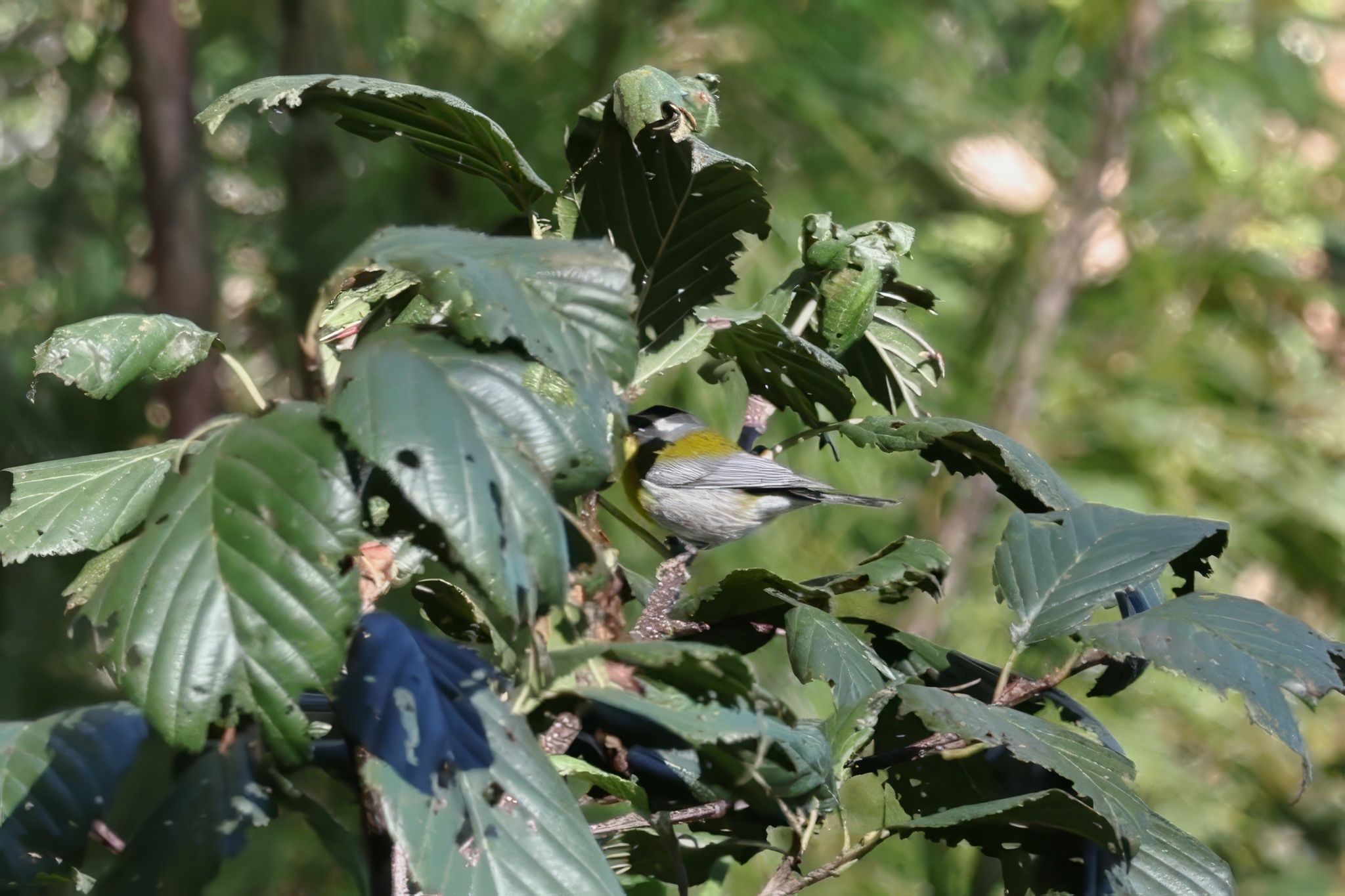 Crescent-chested Warbler (Oreothlypis superciliosa), photo 5