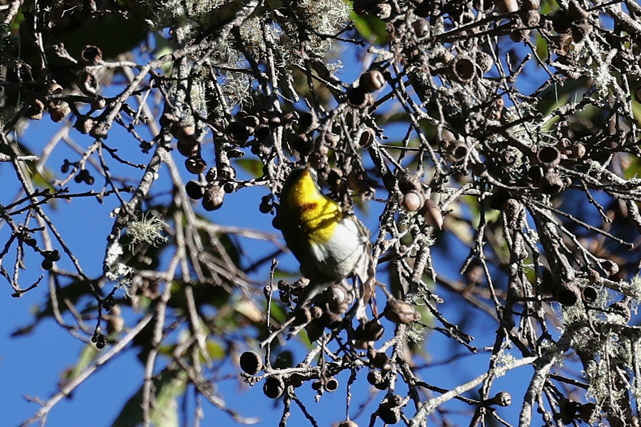 Crescent-chested Warbler (Oreothlypis superciliosa), photo 9