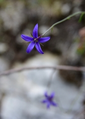 Campanula aurita