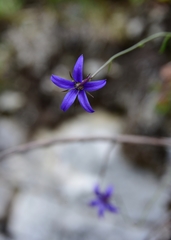 Campanula aurita