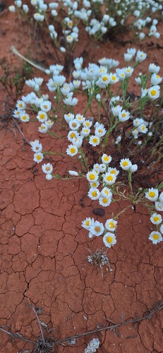 Common White Sunray