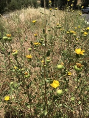 Grindelia hallii