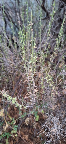 Ward's Weed