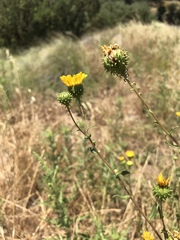 Grindelia hallii