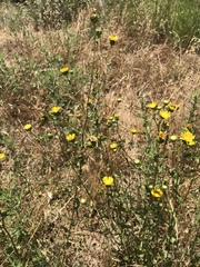 Grindelia hallii