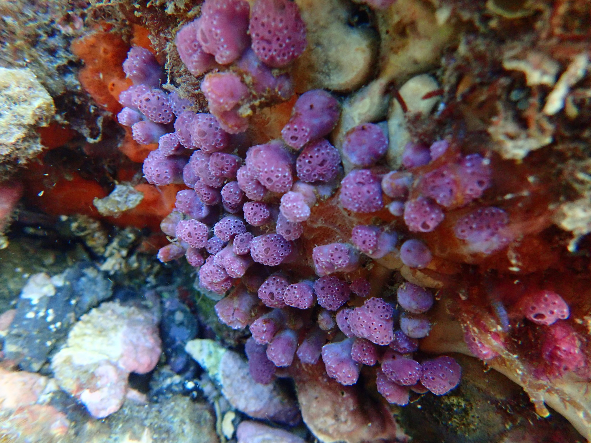 Hypsistozoa fasmeriana (Michaelsen, 1924)