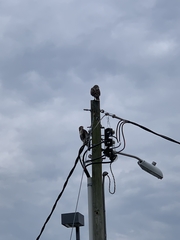 Buteo jamaicensis umbrinus