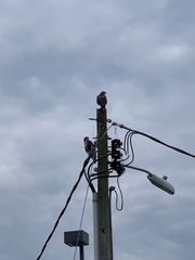 Buteo jamaicensis umbrinus