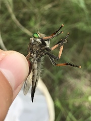 Promachus vertebratus