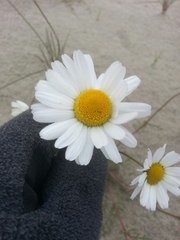 Tripleurospermum hookeri