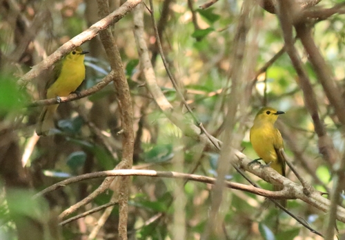 Yellow-browed Bulbul (Acritillas indica), photo 9
