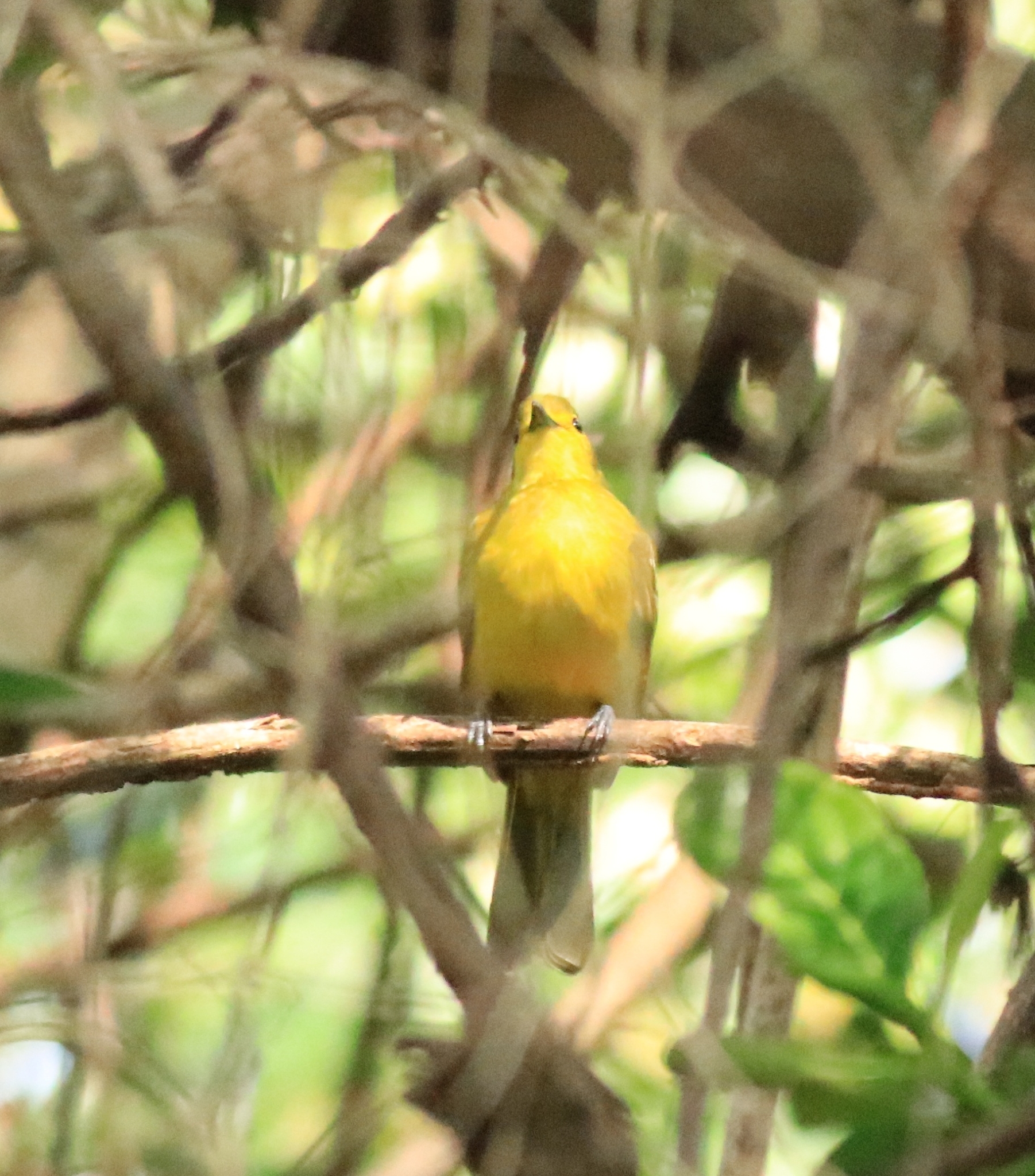 Yellow-browed Bulbul illustration