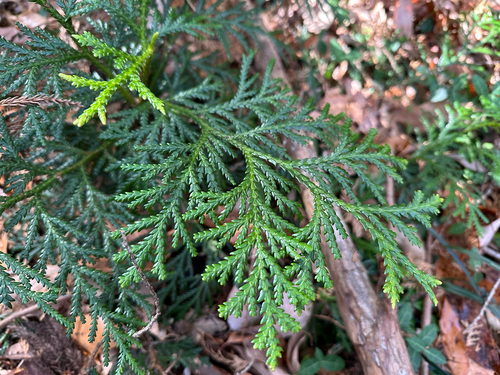Thujopsis dolabrata, photograph 4