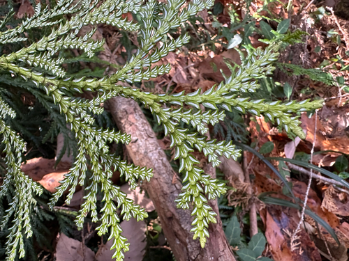 Thujopsis dolabrata, photograph 5