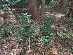 Thujopsis dolabrata, photograph (c) Yoshihiro Tokue, some rights reserved (CC BY)