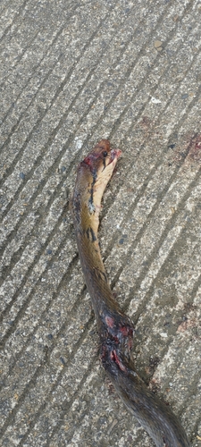 Palawan rat snake