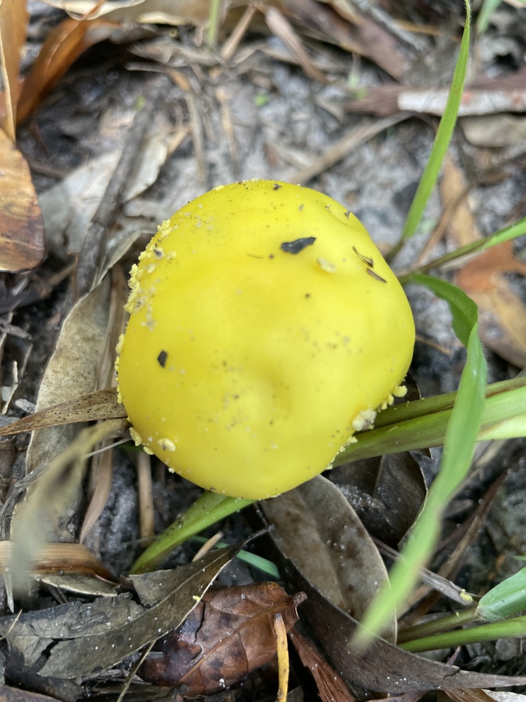 Amanita flavella · February 2025 · photo: © markooi (iNaturalist, cc-by)