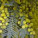Acacia dealbata dealbata - Photo (c) Bidgee, algunos derechos reservados (CC BY)