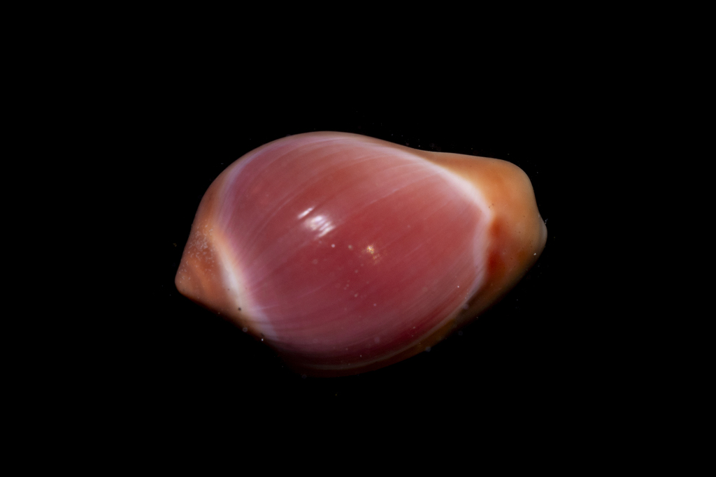 appleseed erato