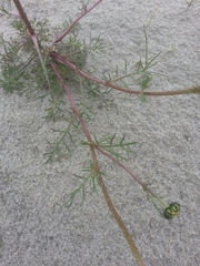 Tripleurospermum hookeri