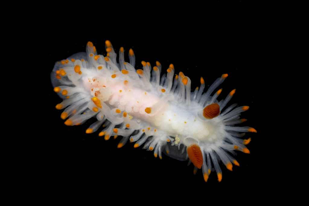 Photo of a Cockerell's Dorid