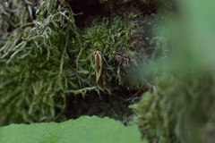 Harpella forficella