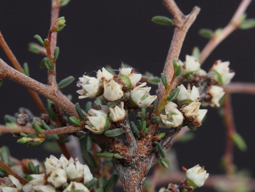 Cryptandra nutans observed 2020-09-25