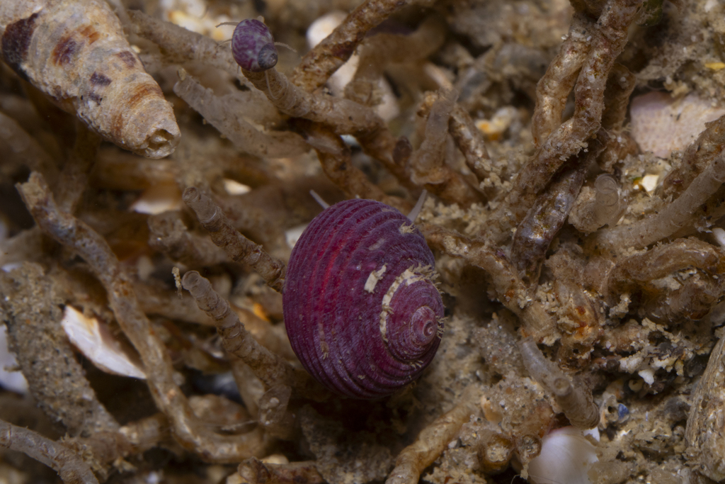 Dall's Dwarf Turban