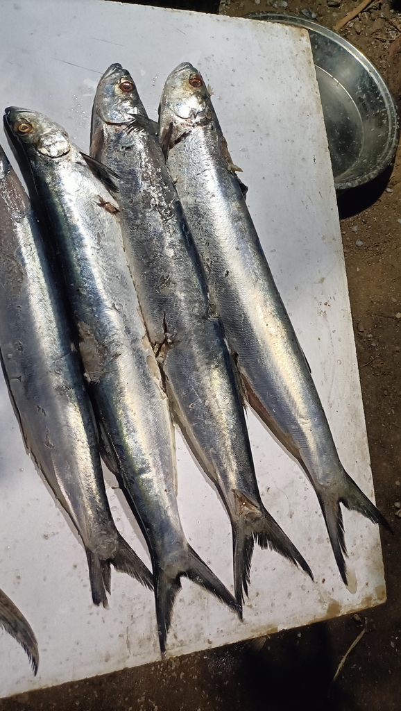 Dorab wolf-herring