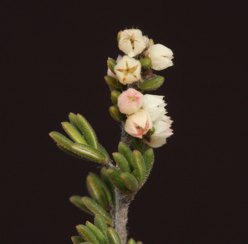 Cryptandra nutans observed 2023-07-30