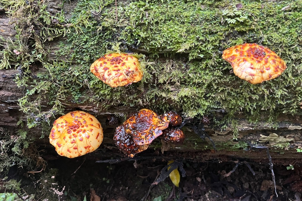 Pholiota glutinosa · February 2025 · photo: © hokonui (iNaturalist, cc-by)